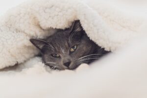 Huseyin Yurtseven, il dentista turco che protegge gli animali randagi dal gelido inverno