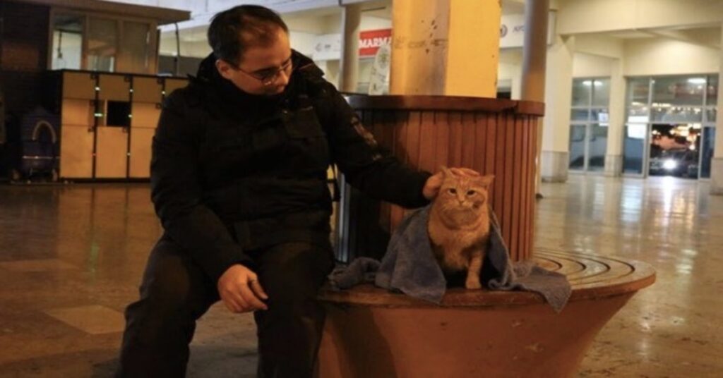 dentista aiuta un gatto infreddolito