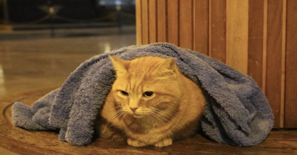 gattino rosso sotto una coperta 