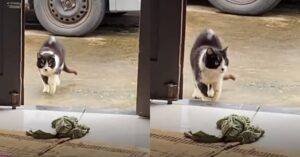 Un micio finge di zoppicare per attirare l’attenzione della sua umana (VIDEO)