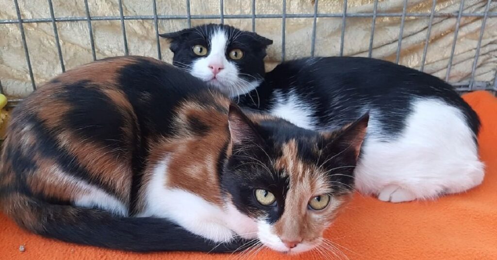 gattini dal pelo bianco e nero e tricolore