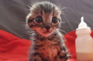La storia di Nano, il gattino a cui hanno tagliato le orecchie