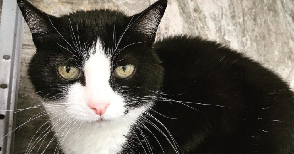 gattina dal pelo bianco e nero