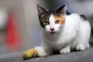 Martyr: il gattino gettato nella spazzatura e salvato da una donna di buon cuore