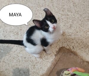 Maya, la bellissima gattina bianca e nera cerca una famiglia