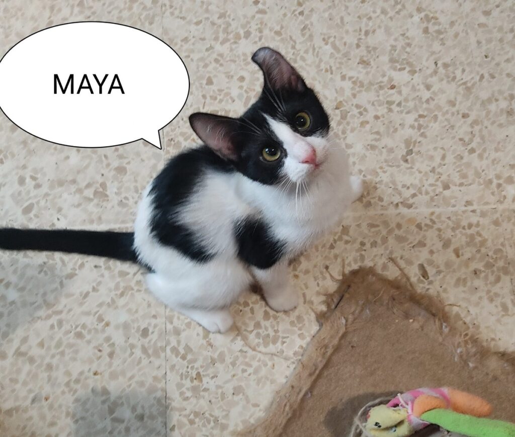 maya cerca famiglia