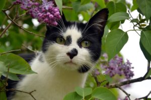 Moon Unit: il gatto sparito da otto anni a Londra e ritrovato a Parigi