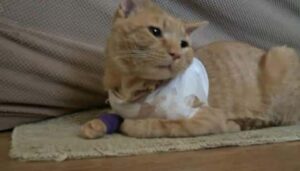 Opie, il gattino eroe che ha salvato un bambino da un proiettile vagante