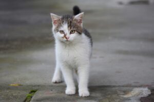 Pancho, il gatto sopravvissuto a un incendio a Londra