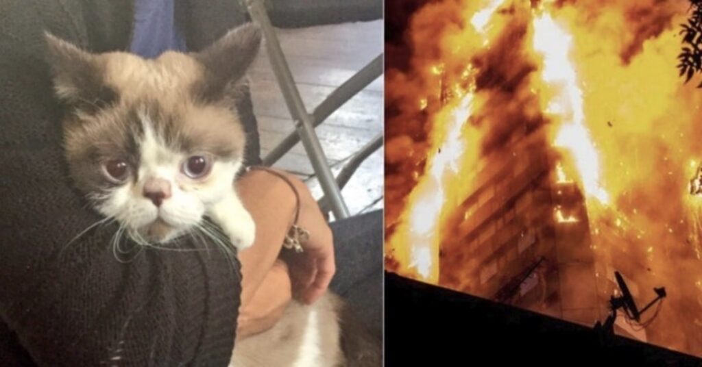 gatto salvato in un incendio