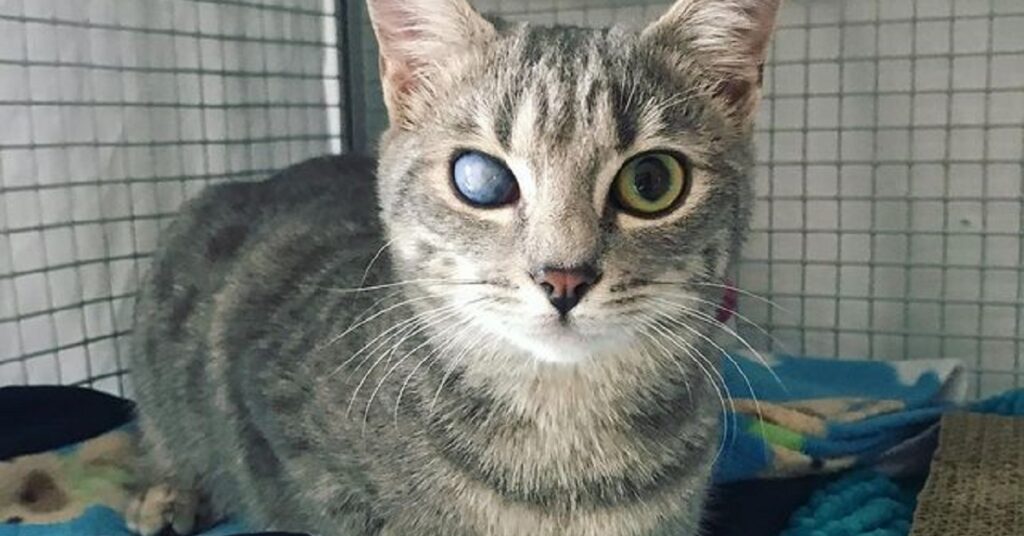 gatto con il pelo bianco e grigio