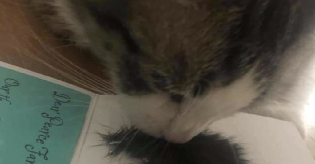 gatto lecca il pelo dell'amica morta di cancro