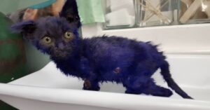 Smurf, il gatto dipinto di azzurro e usato come giocattolo per un cane