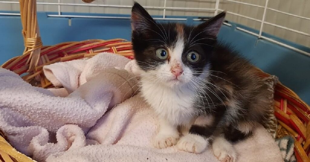 micia dal pelo bianco, marrone e nero