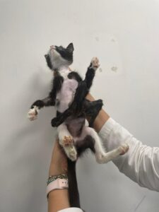 Tricche, il gatto nato con sei zampe è stato operato