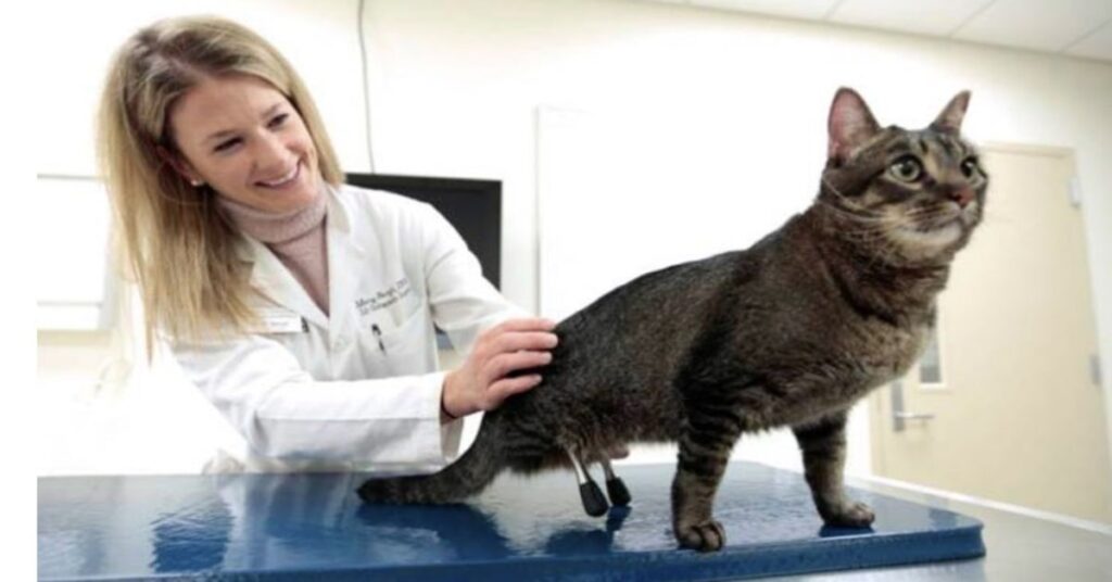 veterinaria e gatto con protesi