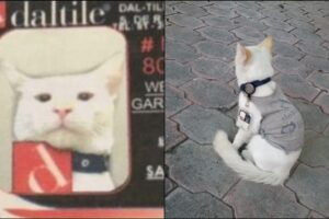 L’azienda adotta un gattino e gli consegna il suo cartellino ufficiale: la storia diventa virale