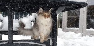 Bellissimo gatto scopre la neve per la prima volta (VIDEO)