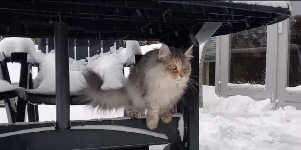 bellissimo gatto vede la neve per la prima volta