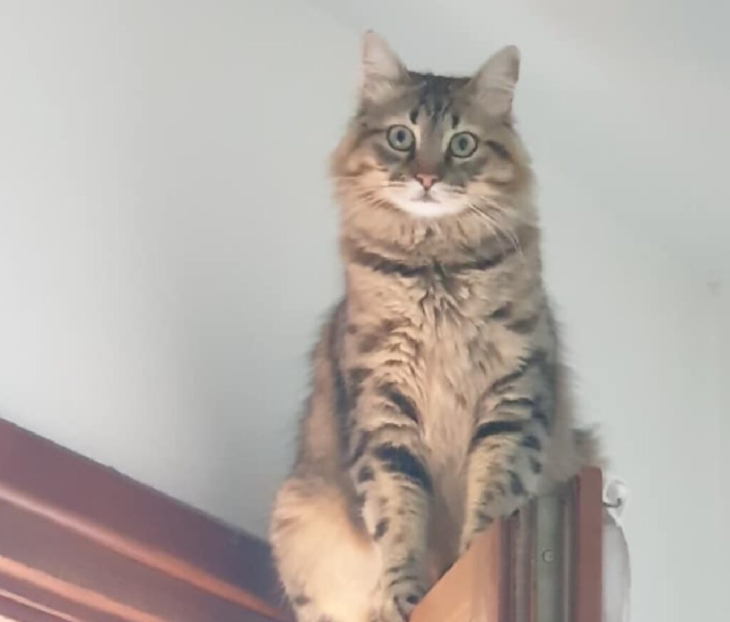 gatto pelo lungo sopra porta