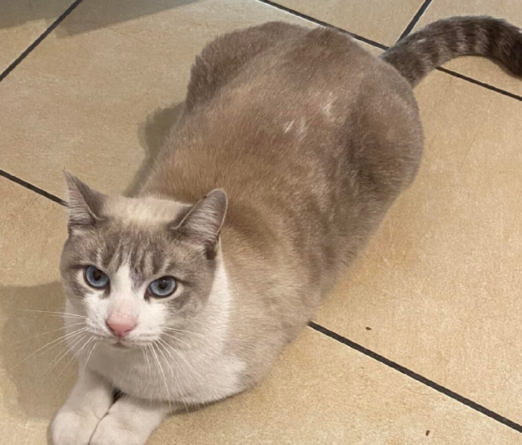gatto gatsby schiena grigia e beige