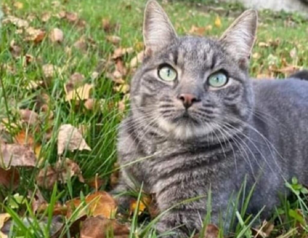 gatto soriano su erba