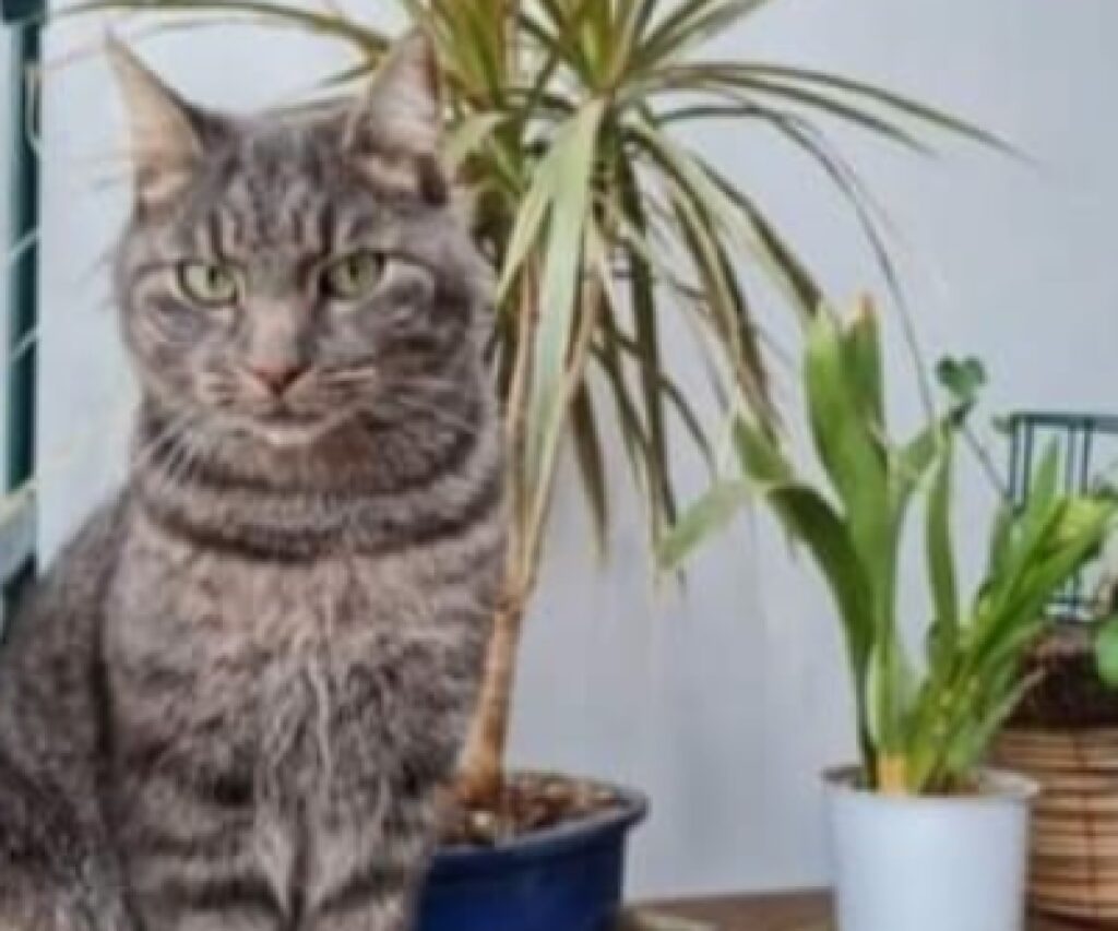 gatto furby vicino piante
