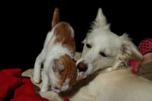 Paraguay: un uomo salva un cane e un gatto durante un’alluvione