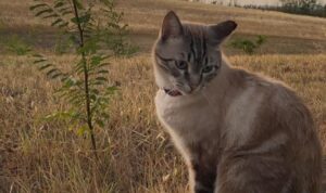 Casalecchio di Reno, Meo è uscito e non torna da una settimana, il gatto si sarà perso