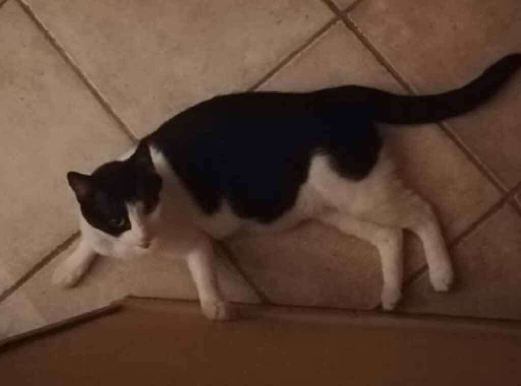 gatto zampe bianche busto nero