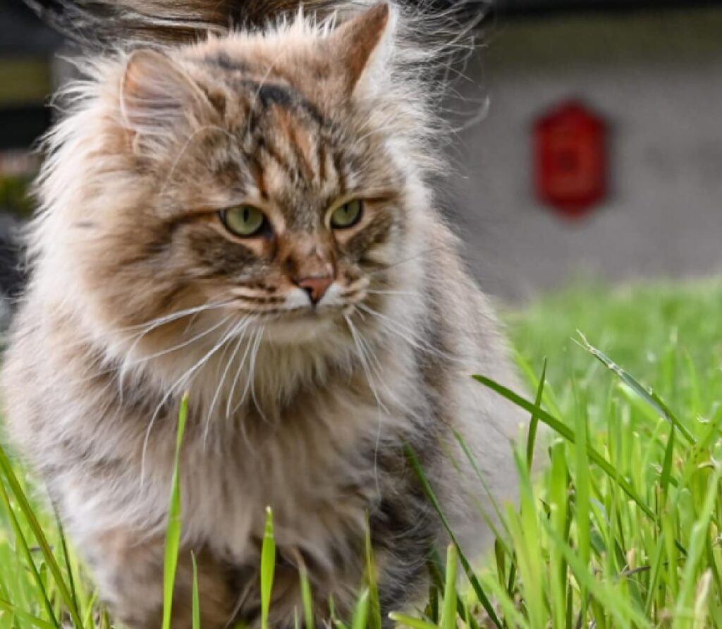 gatto siberiano di nome eco