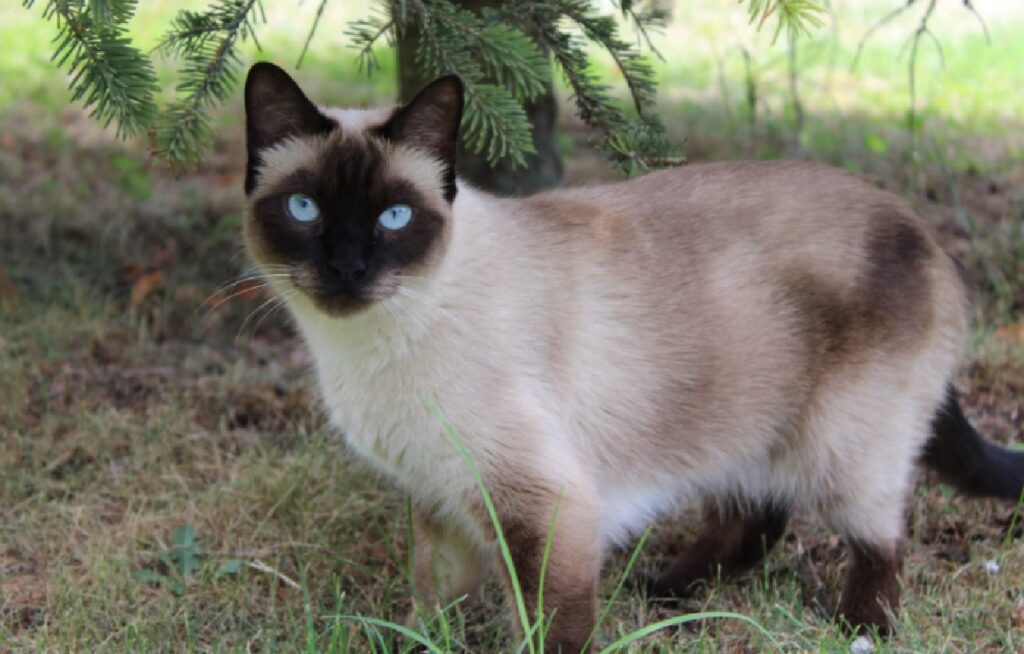 gatto siamese davanti pianta