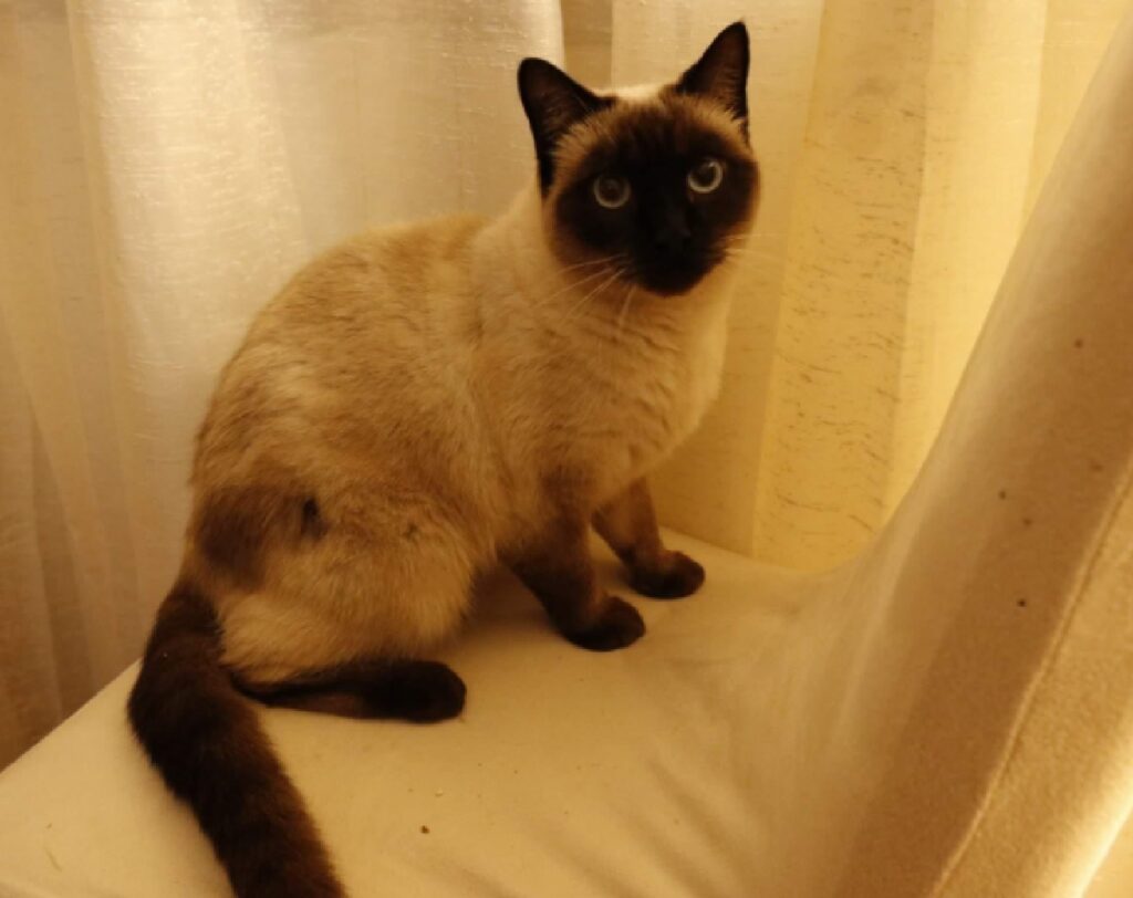 gatto siamese faccia scura