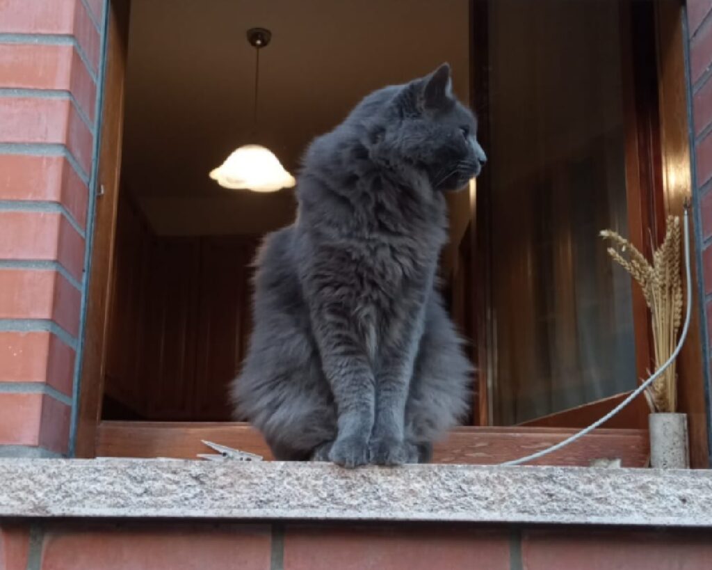 gatto pelo grigio scuro su tutto corpo