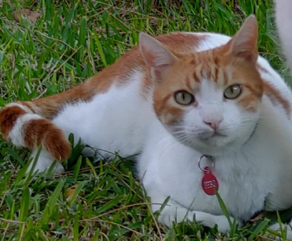 gatto disteso su prato verde