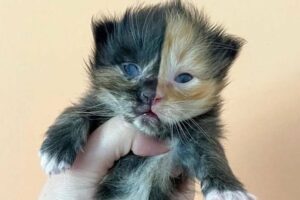 Particolarissima gattina chimera cerca adozione insieme ai suoi fratellini