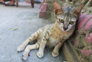 Cinque gattini e un cane sono stati avvelenati da un vigile del fuoco