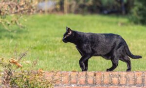 gatto nero che cammina su un muro