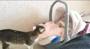 Dolce gattino incontra un neonato per la prima volta (VIDEO)