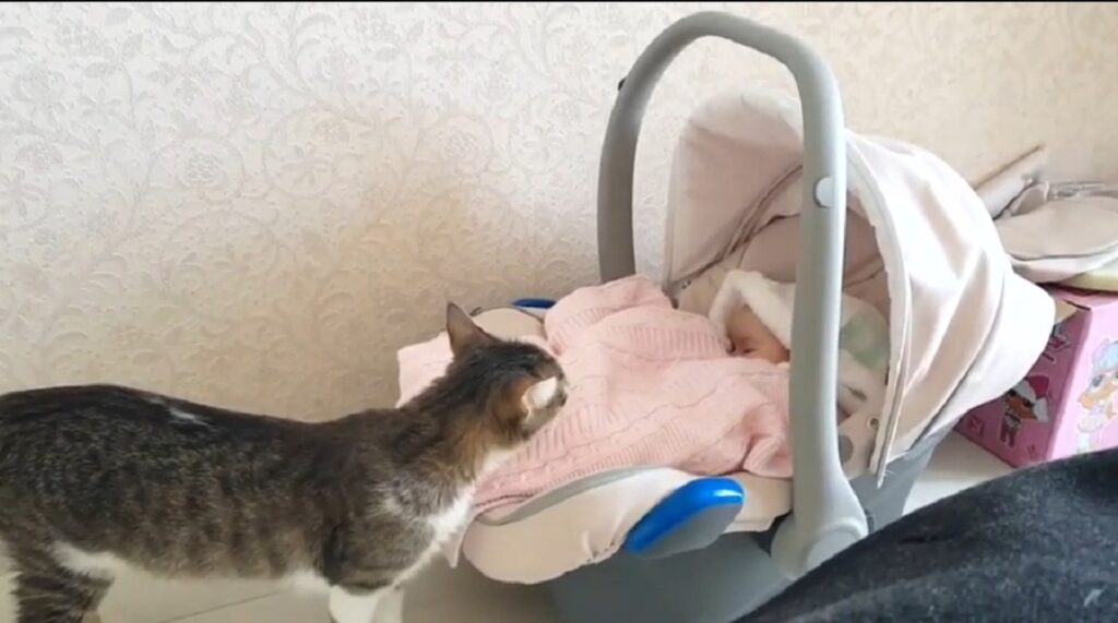 dolce gattino incontra un neonato per la prima volta
