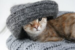 Una simpatica nonna tesse maglioni per il gattino di sua figlia