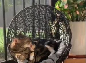 Due gattini si rilassano insieme su una poltrona a dondolo