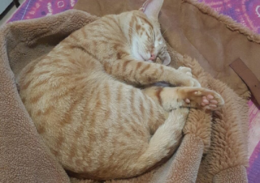 gatto zeus dorme raccolto su se stesso