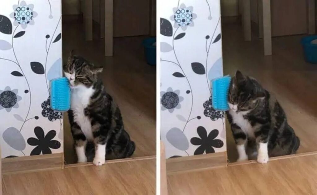 gattino e spazzola