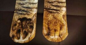 Compra dei calzini che sembrano piedi felini e terrorizza i suoi gatti
