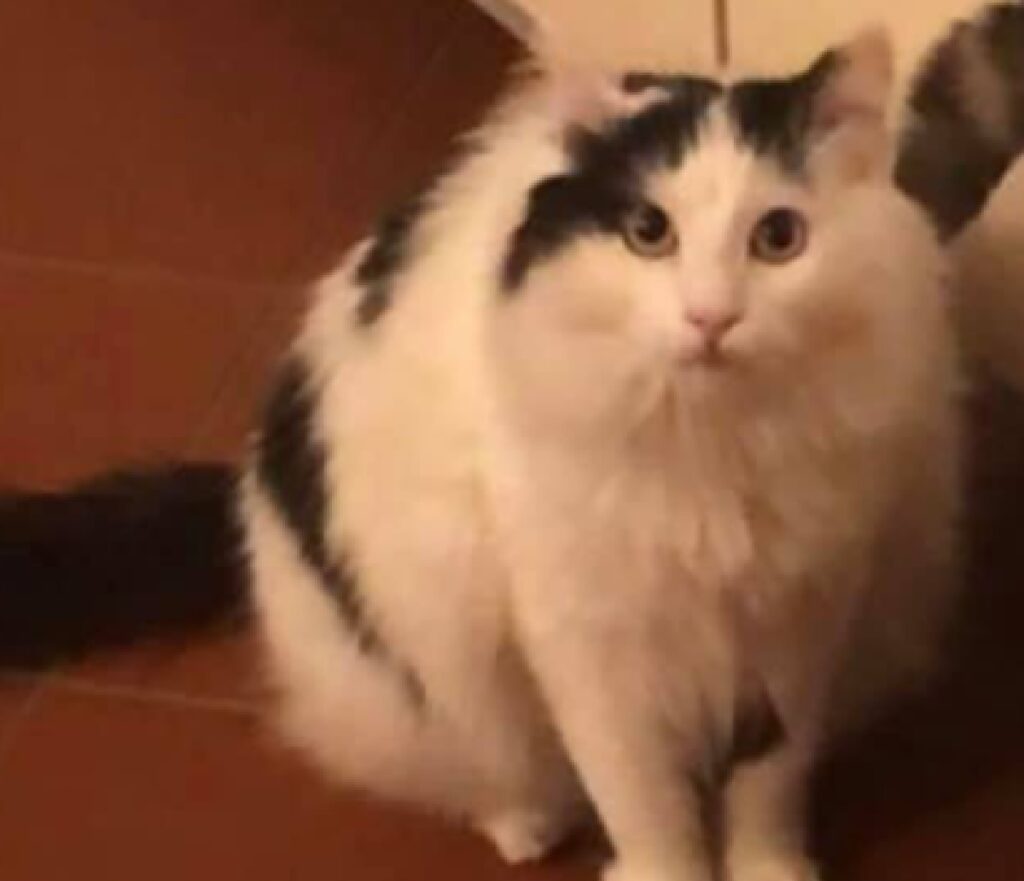 gatto corposo dal pelo candido