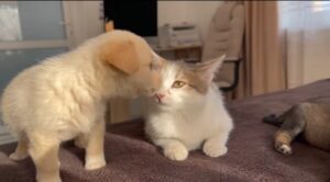 Simpatica gatta incontra dei cuccioli di cane per la prima volta (VIDEO)