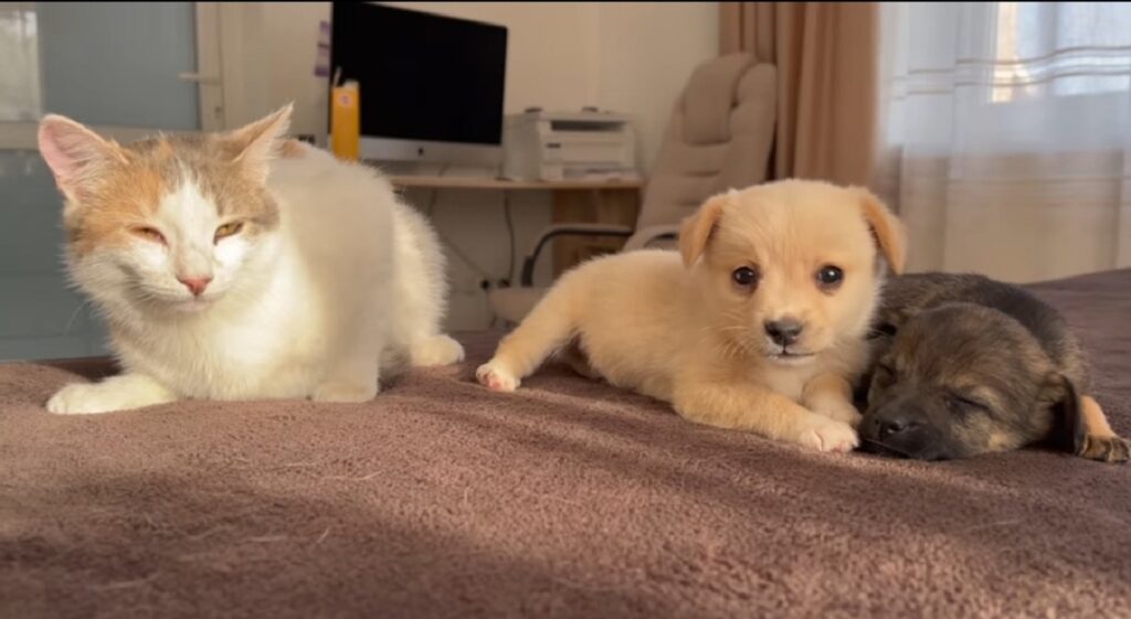 simpatica gatta incontra cagnolini per la prima volta