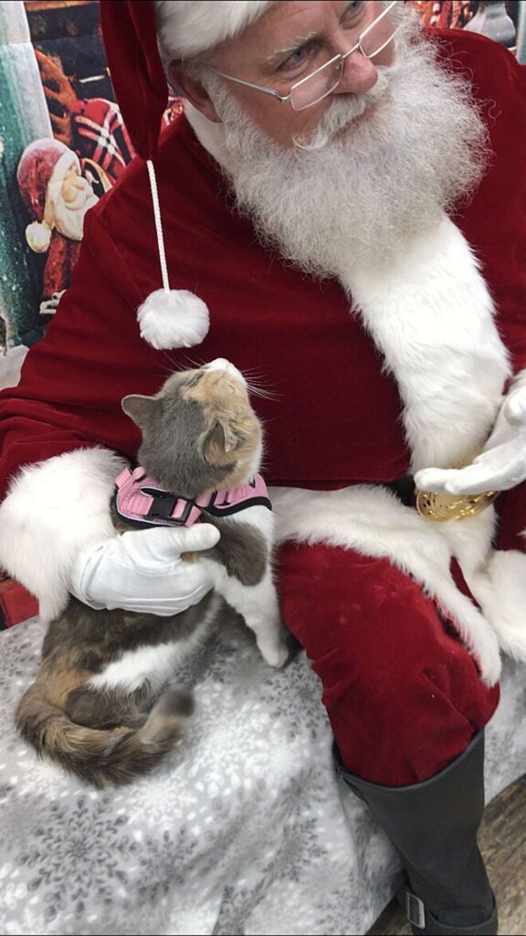 babbo natale fa foto con gatto