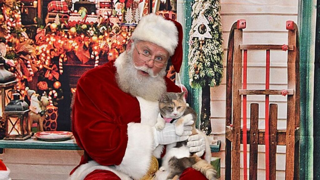 babbo natale fa foto con gatto